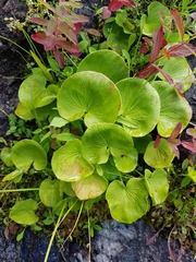 Parnassia asarifolia
