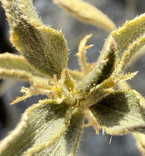 Desert Silverbush (Argythamnia claryana)