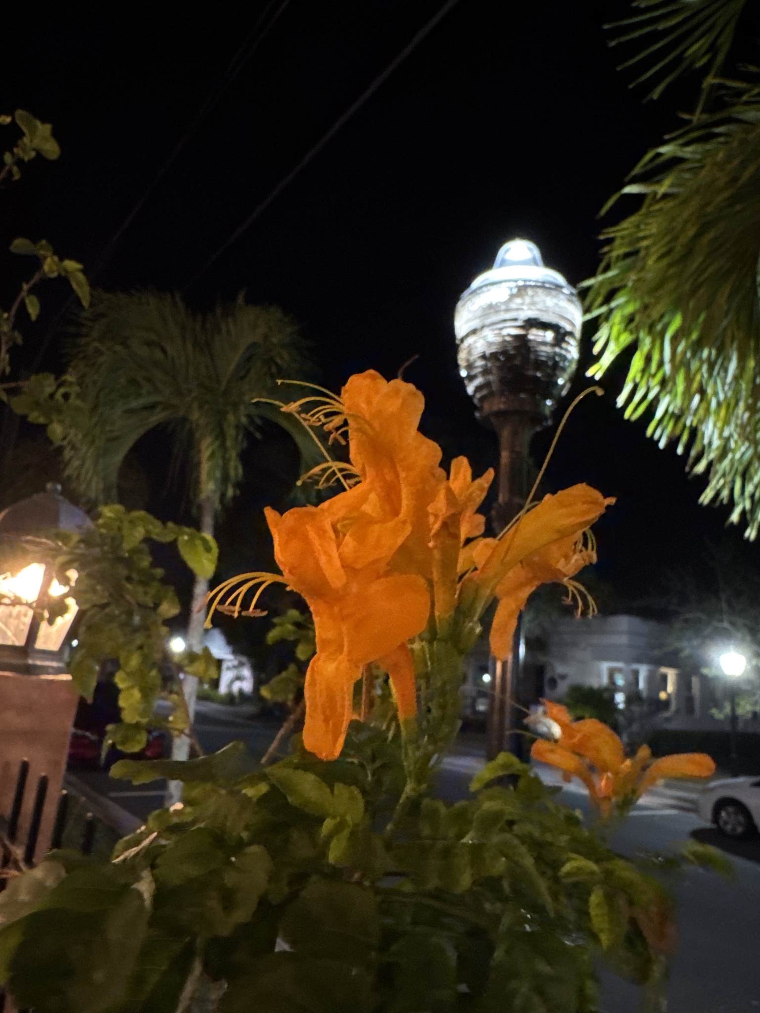 Imagem de Sete-léguas