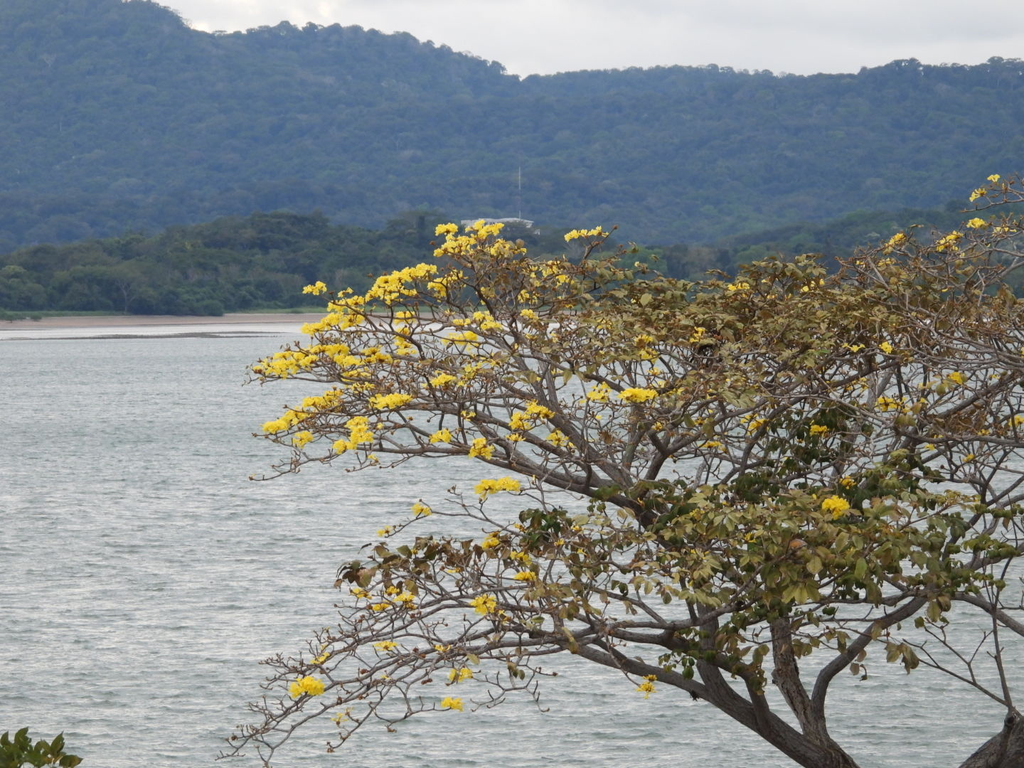 Imagem de Ipê-amarelo
