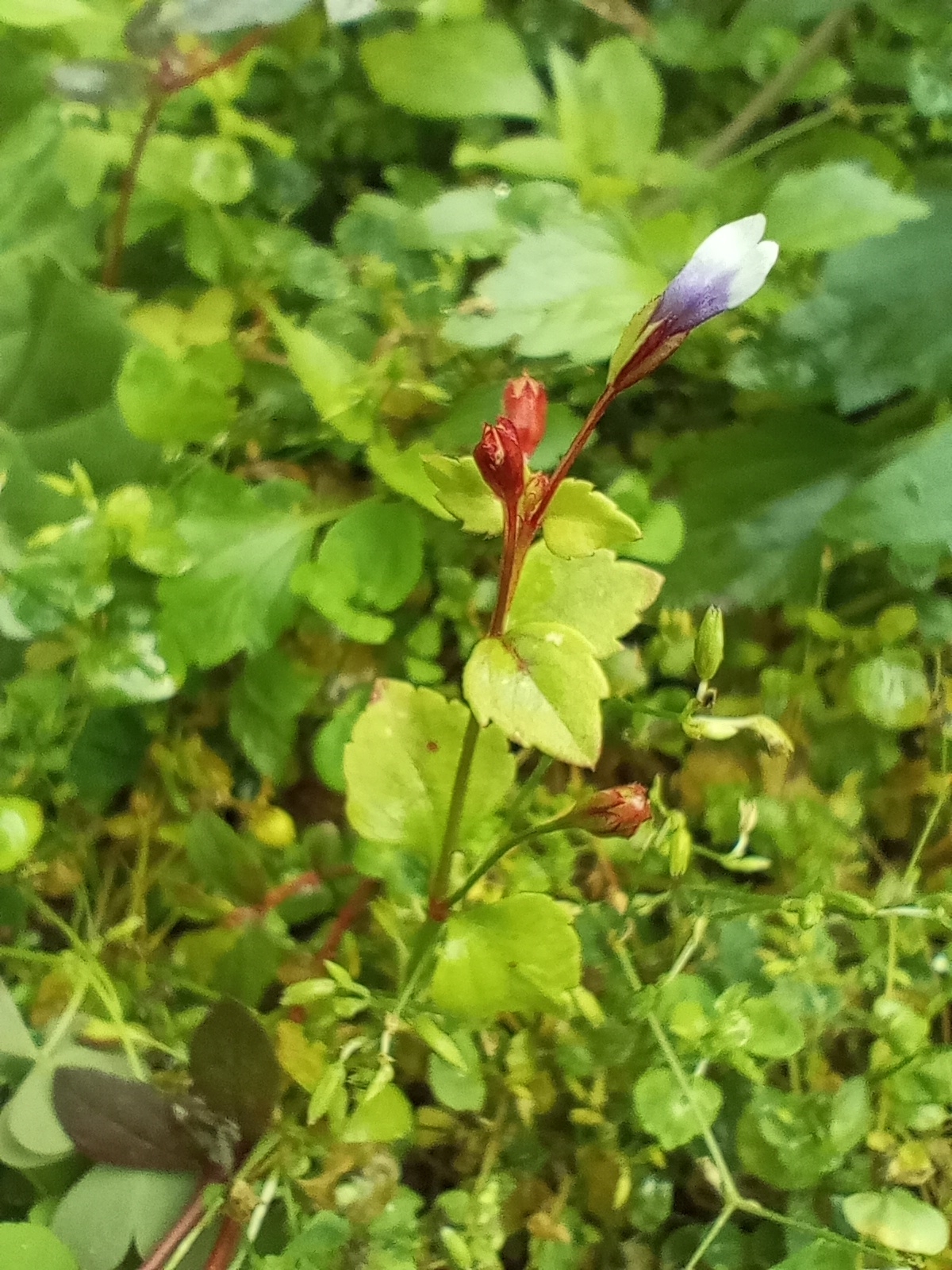 Imagem de Torenia