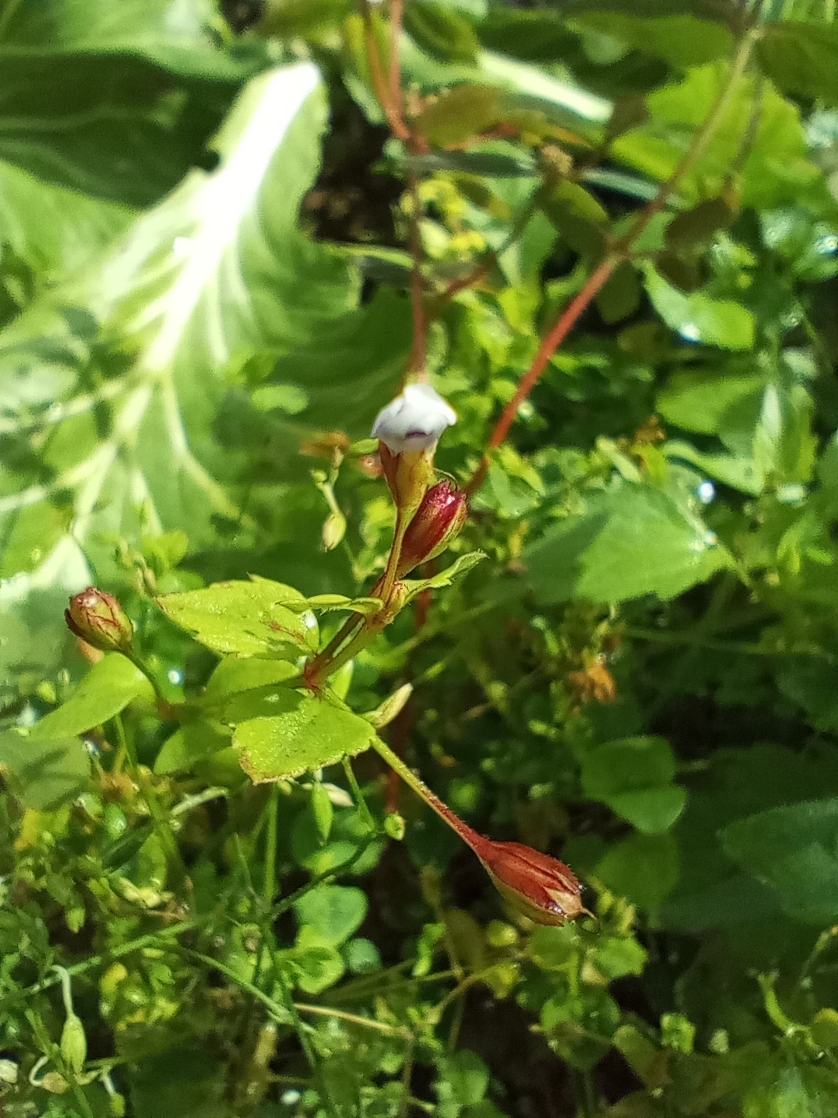 Imagem de Torenia