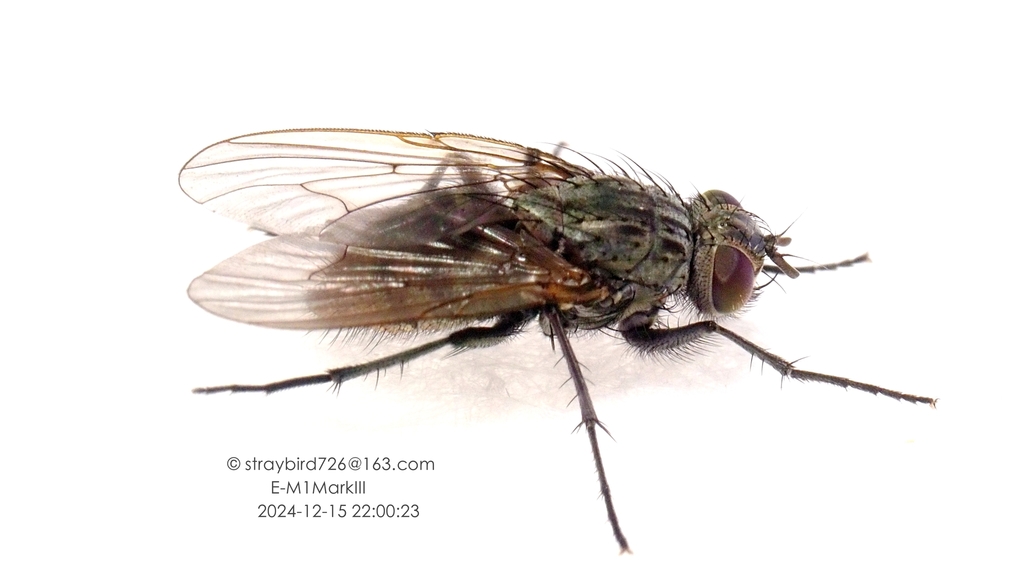 Helina nigriannosa