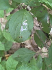 Stigmella rhamnicola