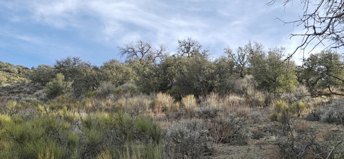 Image of Quercus john by (c) Jonas Katona, some rights reserved (CC BY)