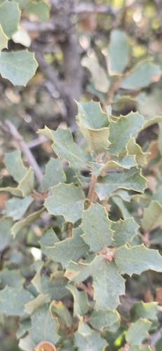 Image of Quercus john by (c) Jonas Katona, some rights reserved (CC BY)