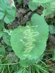 Scrobipalpula manierreorum