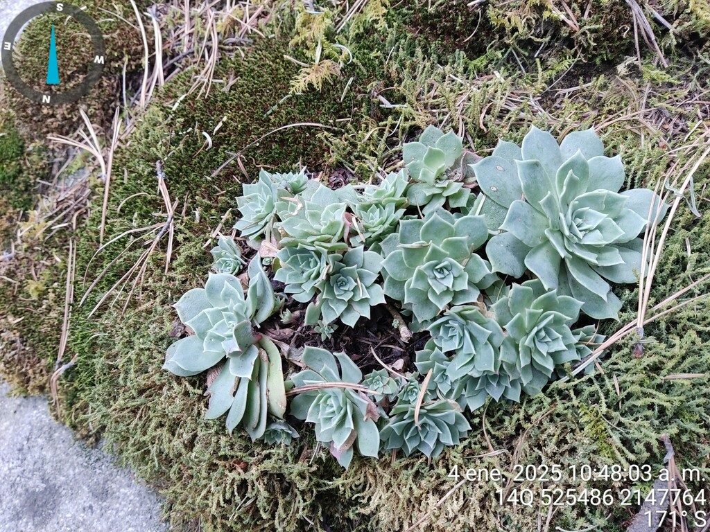 Foto de Glauca