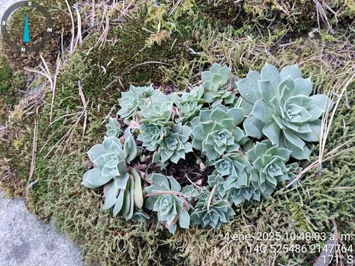 Glauca