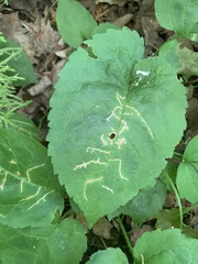 Scrobipalpula manierreorum