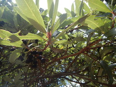 Comarostaphylis discolor