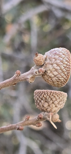 Image of Quercus john by (c) Jonas Katona, some rights reserved (CC BY)