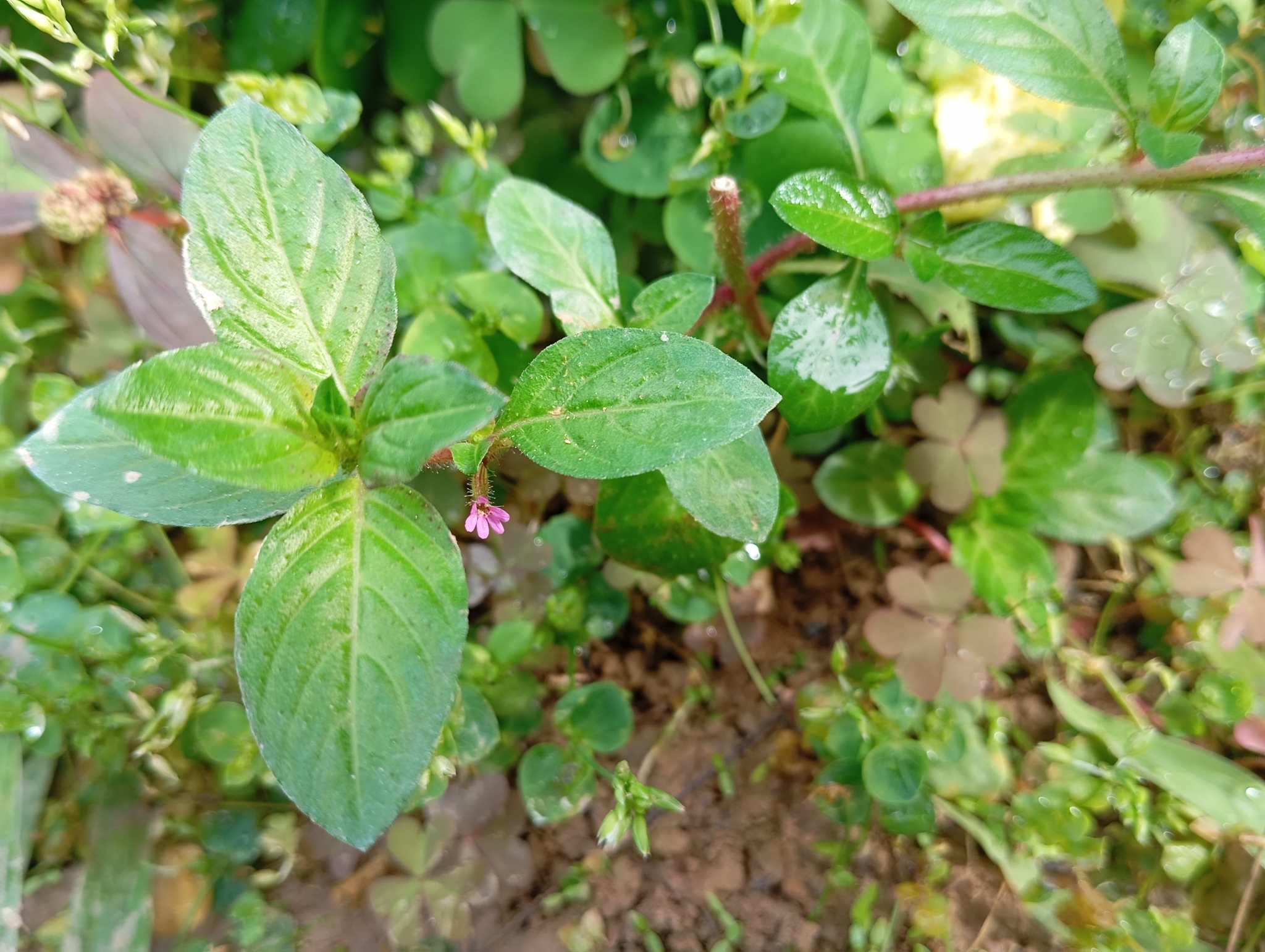 Imagem de Sete-sangrias