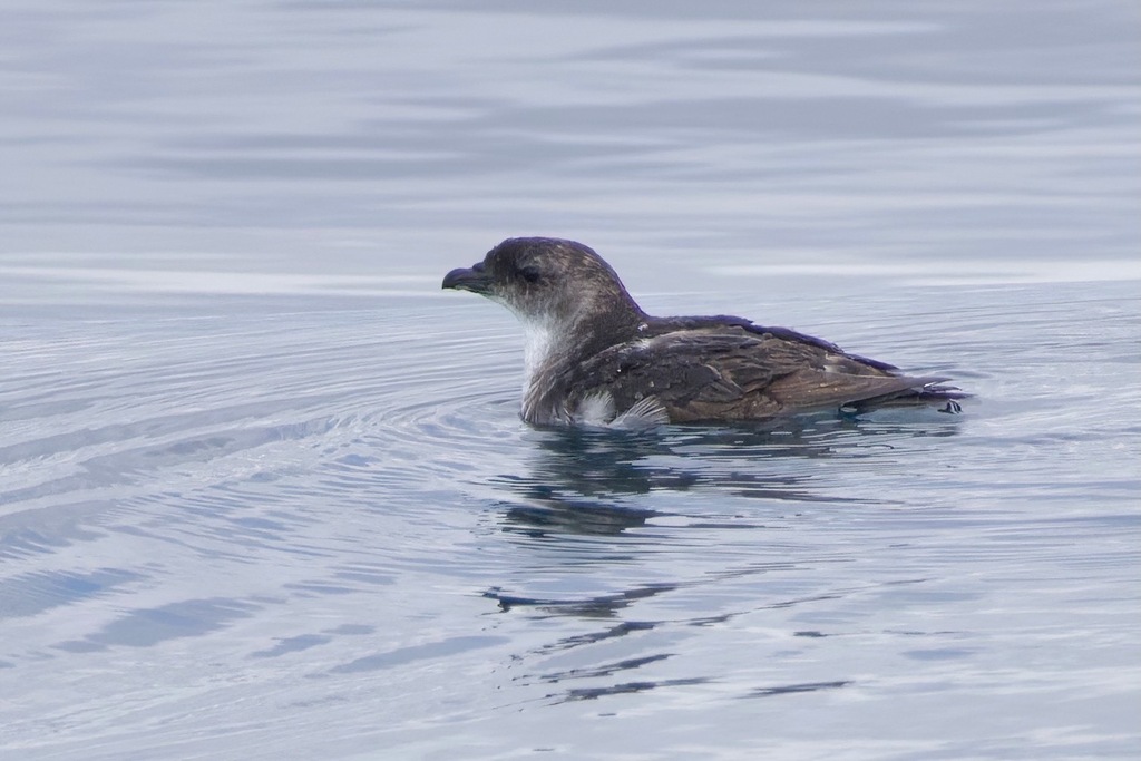 Common Diving-Petrel photo