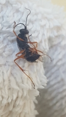 Auplopus mellipes