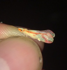 Otiocerus coquebertii