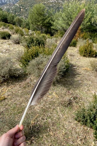 Plume de Gypaète barbu