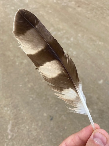 Plume de Busard cendré