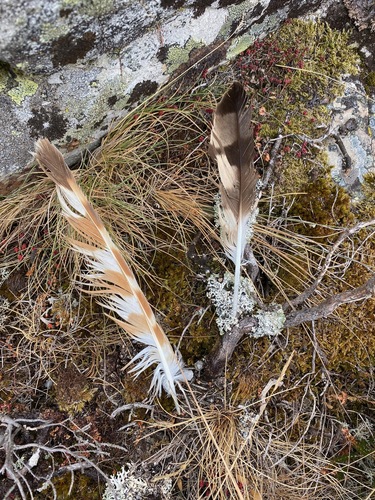 Plume de Busard cendré