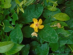 Mandevilla subsagittata
