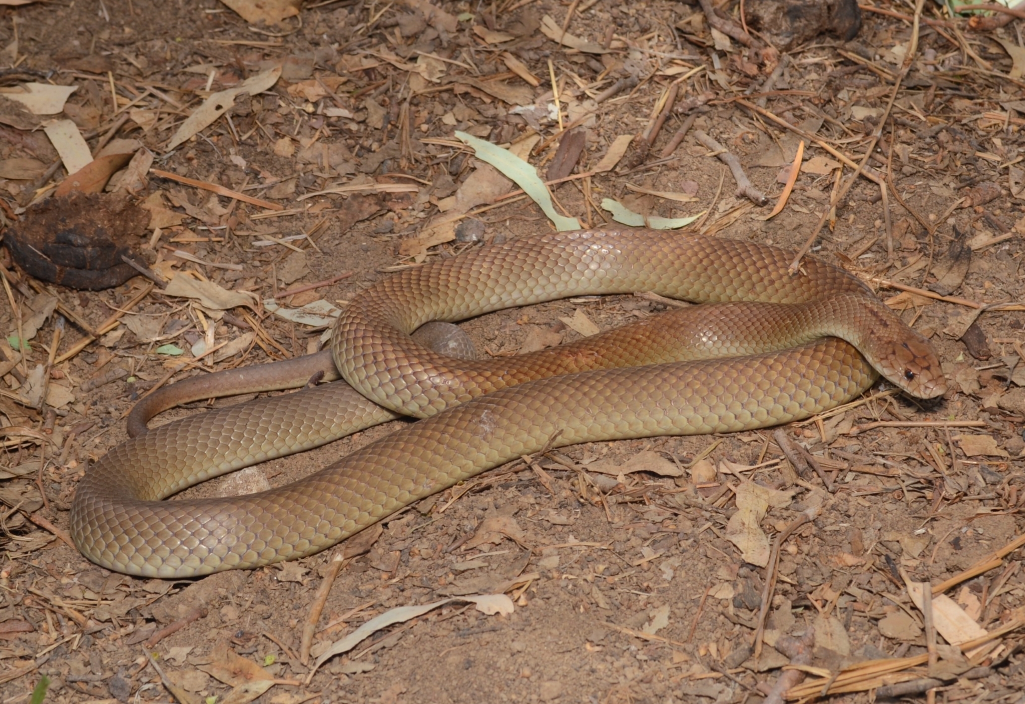 Eastern Dwarf Mulga Snake photo 2