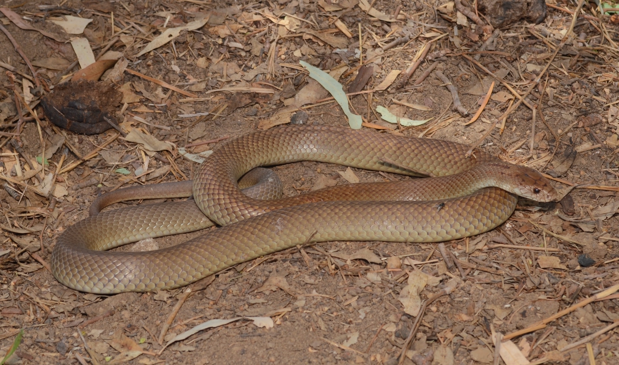 Eastern Dwarf Mulga Snake photo 3