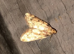 Aglossa