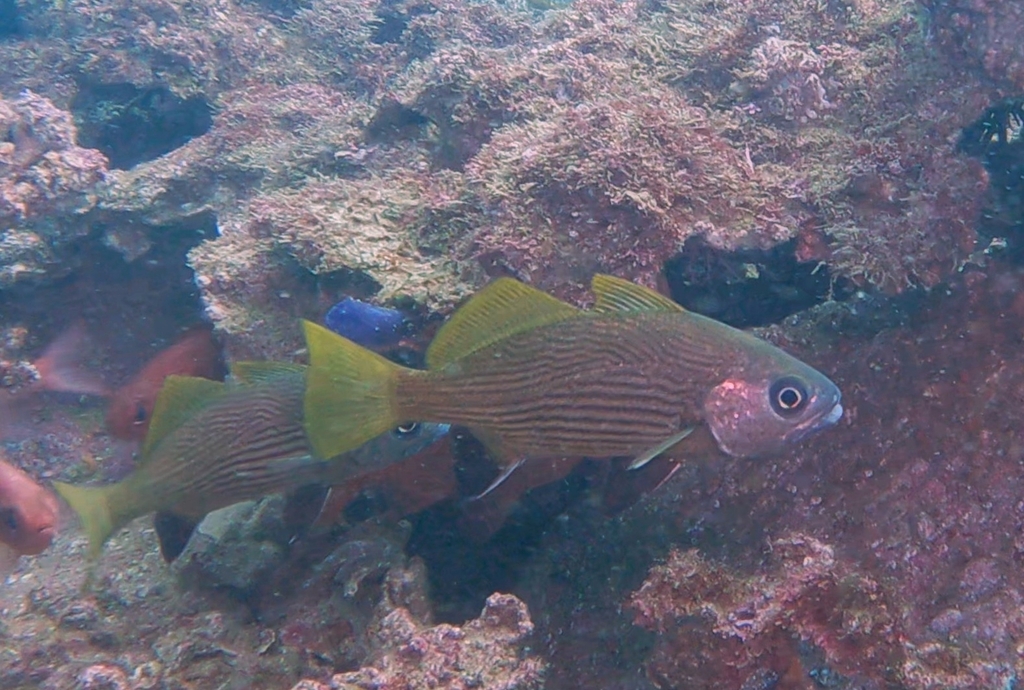 Vacuoqua Croaker