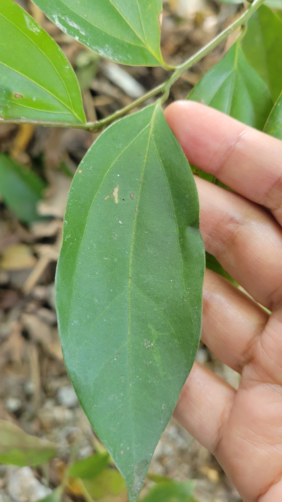 Imagem de Canela-da-China
