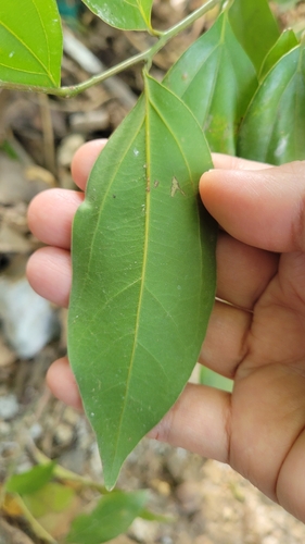 Foto de Canela-da-China