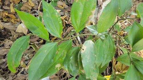 Foto de Canela-da-China