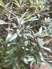 Comarostaphylis discolor