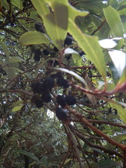 Comarostaphylis discolor