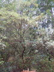 Comarostaphylis discolor