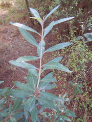 Comarostaphylis discolor