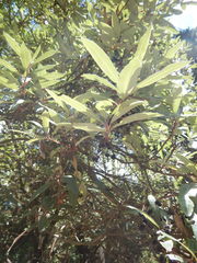 Comarostaphylis discolor