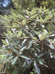 Comarostaphylis discolor