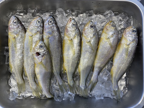 Yellow croaker (Larimichthys polyactis) — Sciaenidae — 3