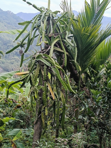 Foto de Pitaia