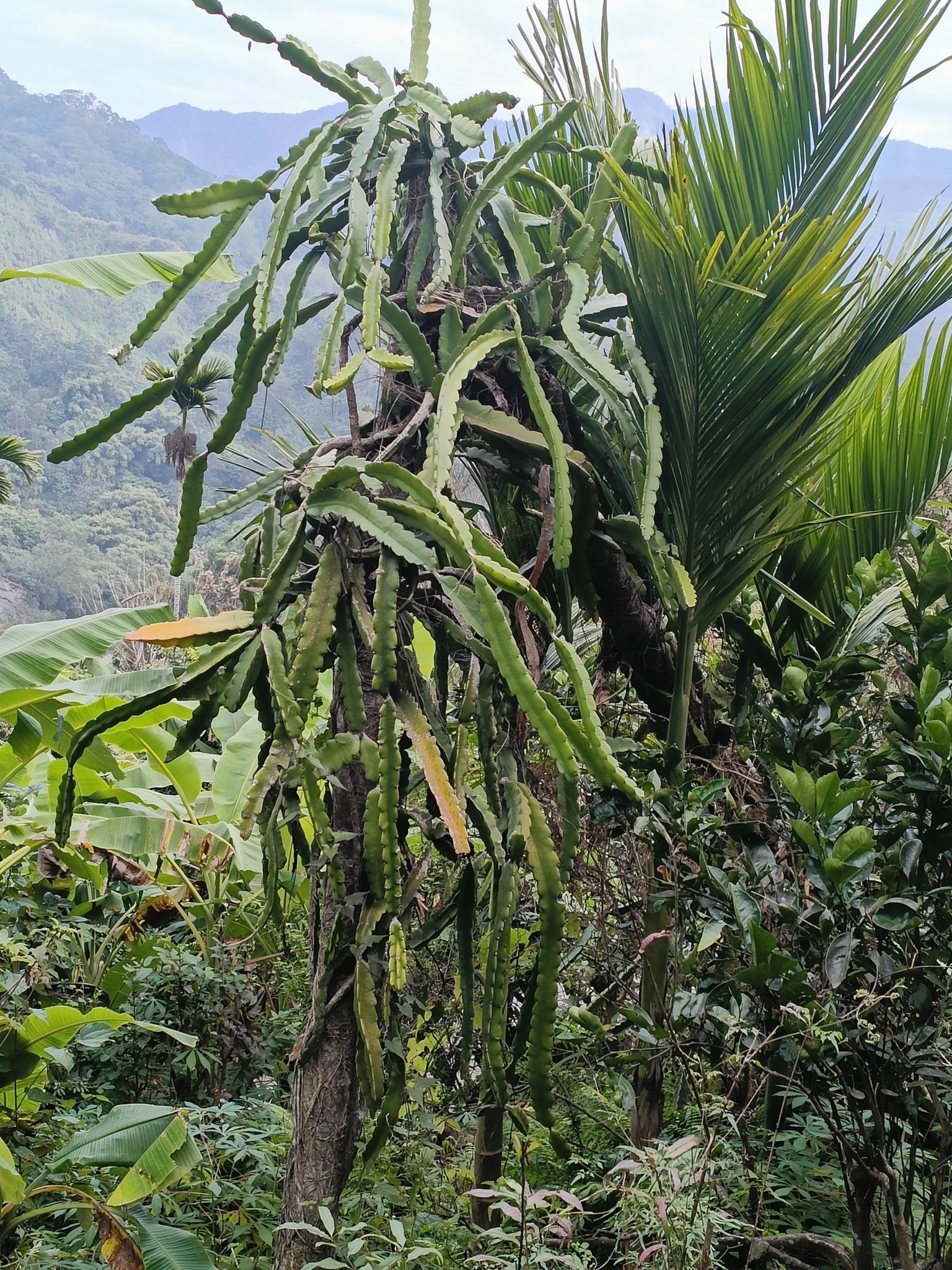 Imagem de Pitaia