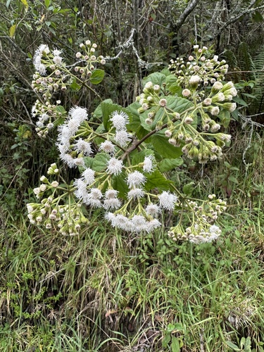 Ageratina apollinairei, photograph 5