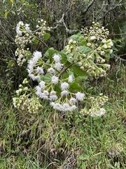 Ageratina apollinairei, photograph (c) Nicolás Baresch Uribe, some rights reserved (CC BY)