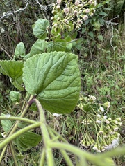 Ageratina apollinairei, photograph (c) Nicolás Baresch Uribe, some rights reserved (CC BY)