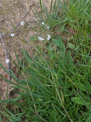 Gypsophila fastigiata