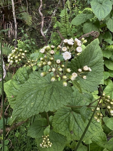 Ageratina apollinairei, photograph 4