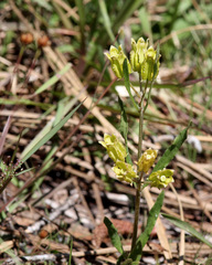 Asclepias pedicellata