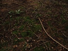 Paragymnopus perforans