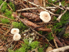 Paragymnopus perforans