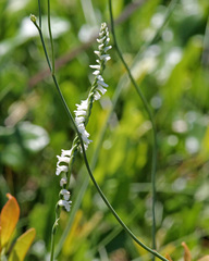 Spiranthes praecox