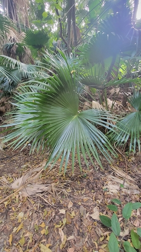 Foto de Palmeira Leque da China